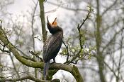 grote aalscholver (phalacrocorax carbo) 4-2016 8194